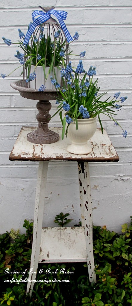 Spring vignette ~ Muscari https://ourfairfieldhomeandgarden.com/mid-april-spring-blooms-in-the-garden/