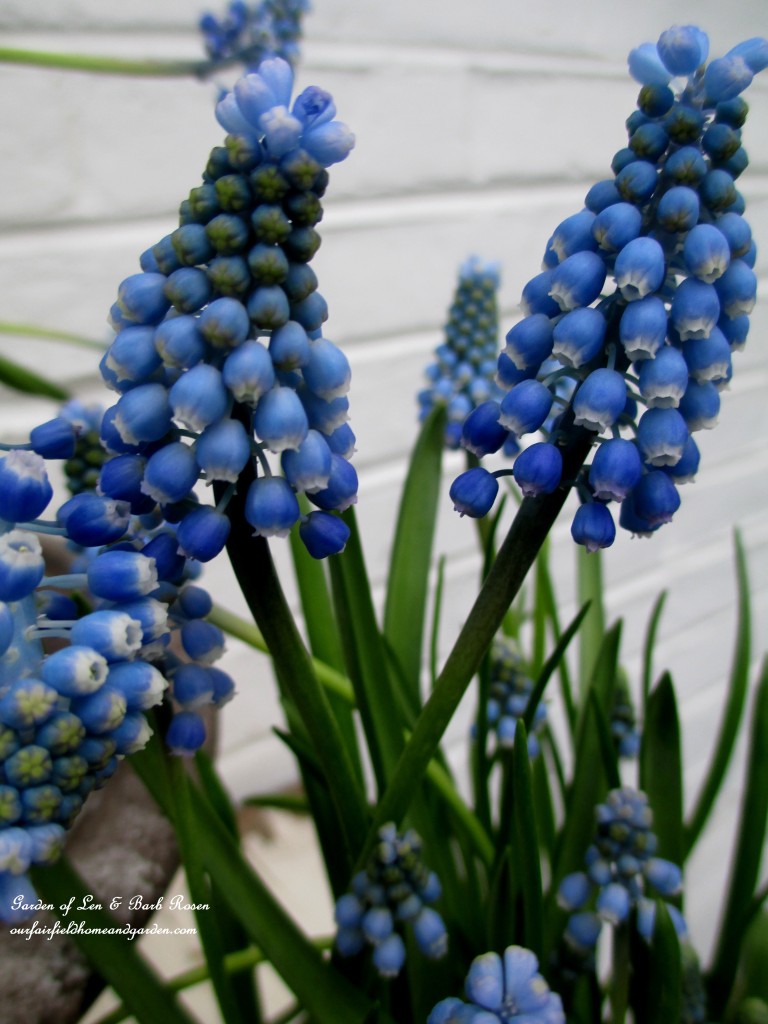 Muscari ~ Grape Hyacinths https://ourfairfieldhomeandgarden.com/mid-april-spring-blooms-in-the-garden/