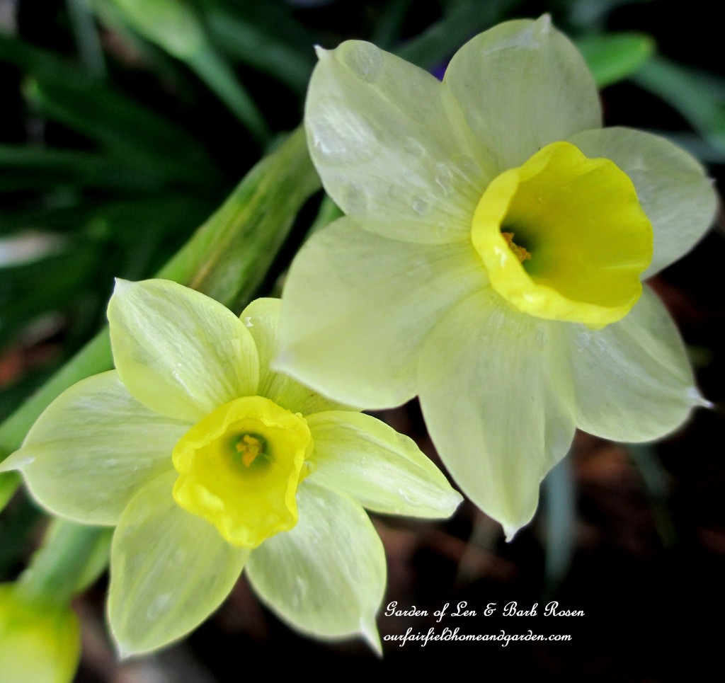 Narcissus "Minnow" https://ourfairfieldhomeandgarden.com/mid-april-spring-blooms-in-the-garden/
