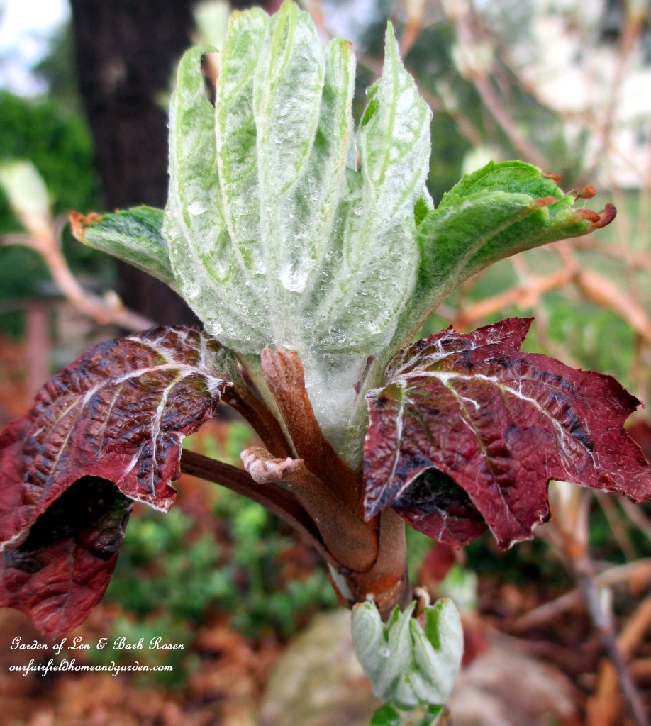 Oakleaf Hydrangea leaves unfolding https://ourfairfieldhomeandgarden.com/mid-april-spring-blooms-in-the-garden/