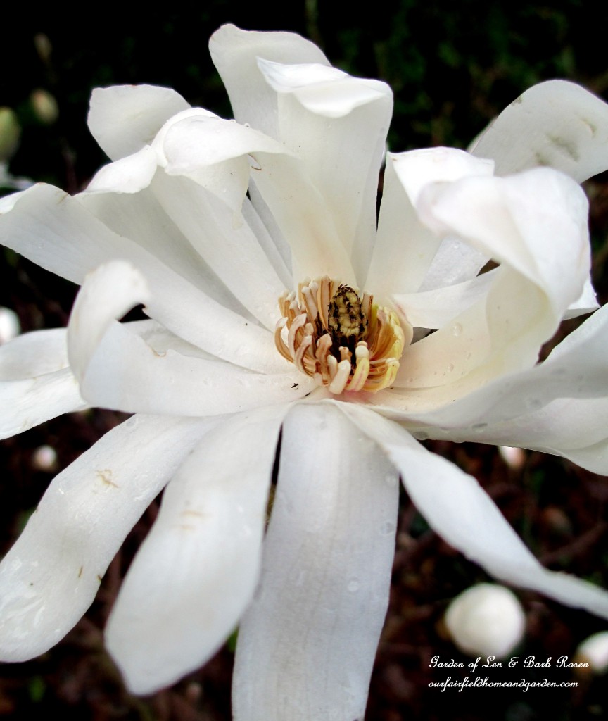 Star Magnolia Bloom https://ourfairfieldhomeandgarden.com/mid-april-spring-blooms-in-the-garden/