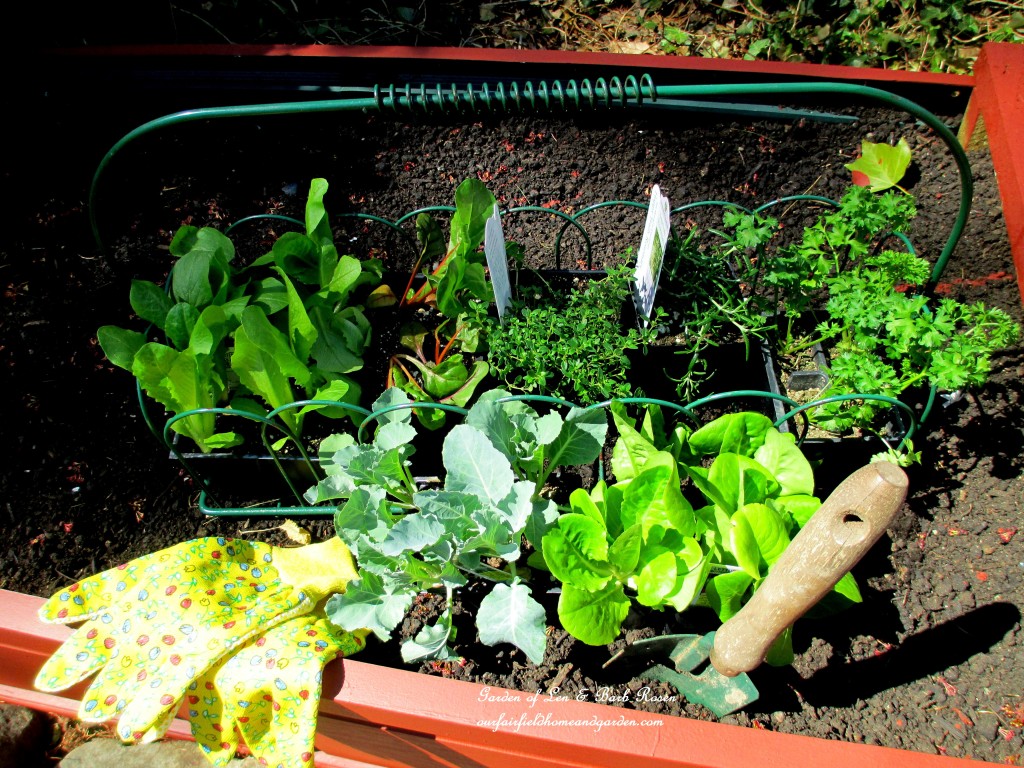 early season seedlings ready to plant https://ourfairfieldhomeandgarden.com/diy-project-raised-beds-for-free/