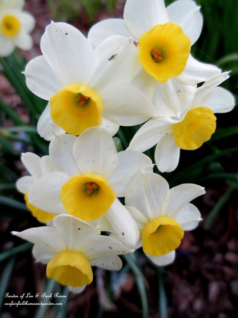 Tiny Narcissus Blooms https://ourfairfieldhomeandgarden.com/april-18th-whats-blooming-today/