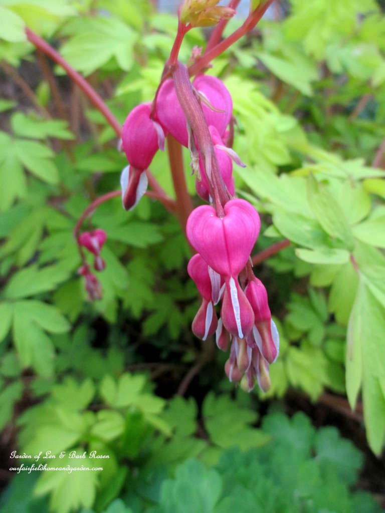 First Bleeding Heart Blooms https://ourfairfieldhomeandgarden.com/bleeding-heart-for-your-spring-garden/