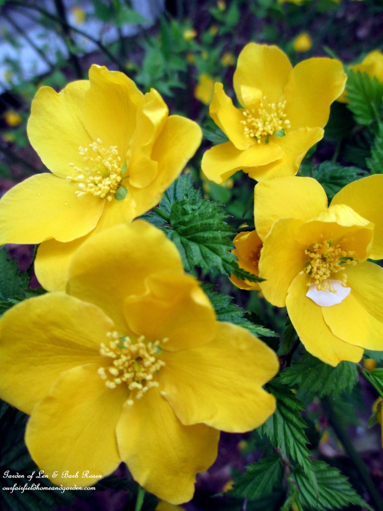 Single Kerria Blossoms https://ourfairfieldhomeandgarden.com/april-18th-whats-blooming-today/