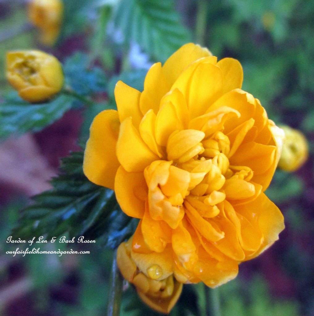 Double Kerria Flower https://ourfairfieldhomeandgarden.com/april-18th-whats-blooming-today/