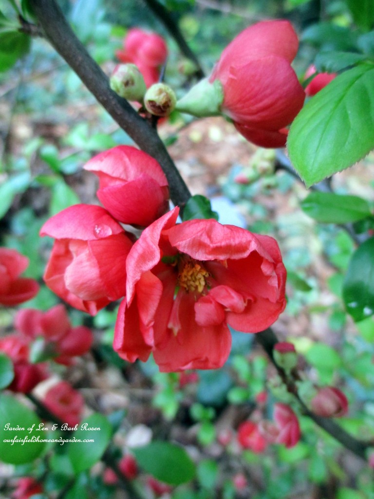 Flowering Quince https://ourfairfieldhomeandgarden.com/april-18th-whats-blooming-today/