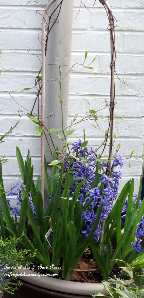 Potted Clematis underplanted with Hyacinths https://ourfairfieldhomeandgarden.com/april-18th-whats-blooming-today/