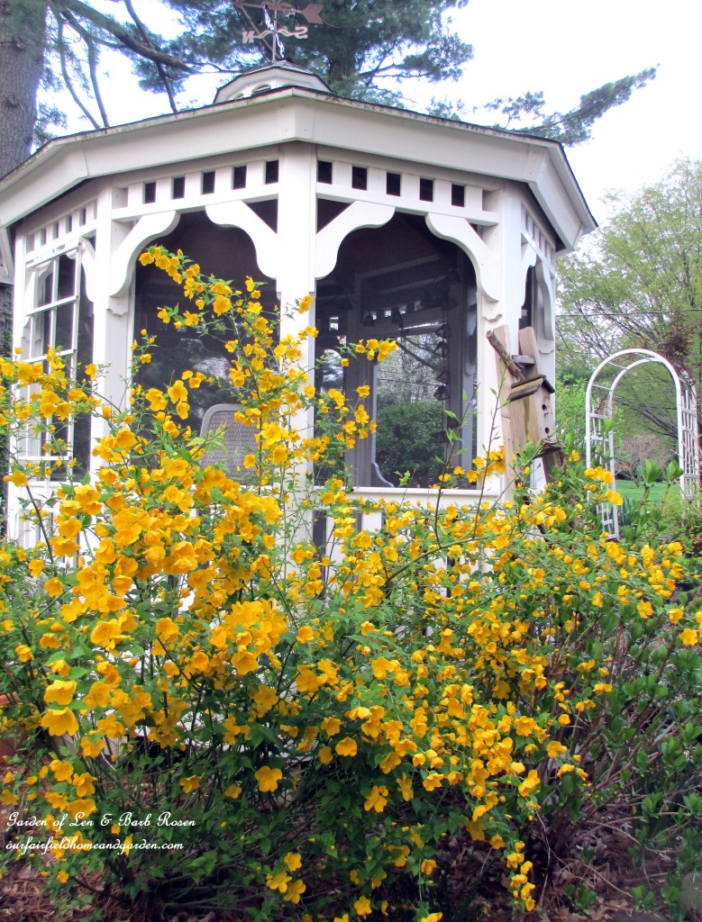 Cheery yellow Kerria by the gazebo. https://ourfairfieldhomeandgarden.com/april-18th-whats-blooming-today/