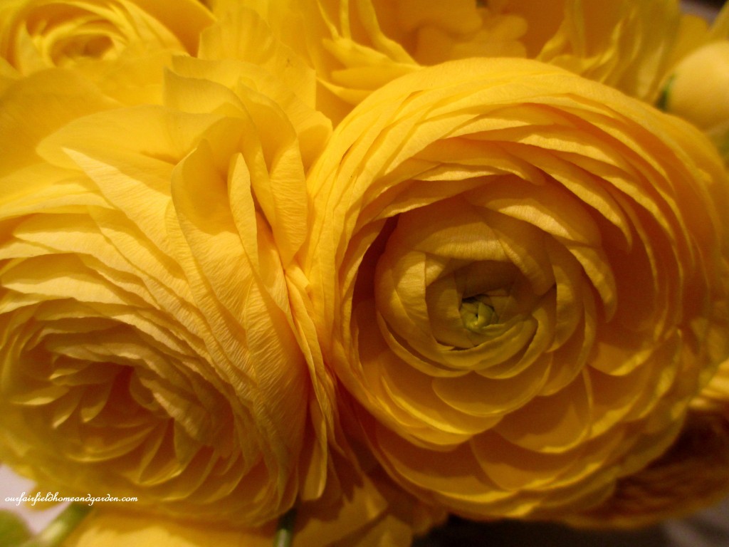 3 stems ~ ranunculus