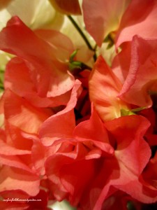 3 stems ~ sweet peas