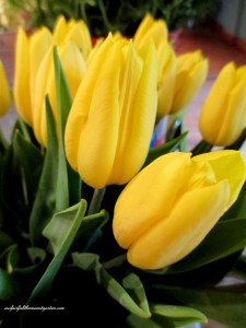 3 tulips