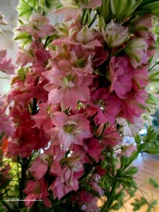 3 stems ~ larkspur