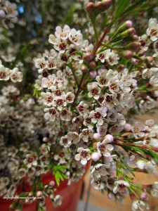3 stems ~ waxflower
