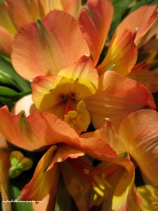 2 stems ~ alstroemeria