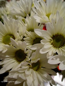 2 stems ~ white daisy mums