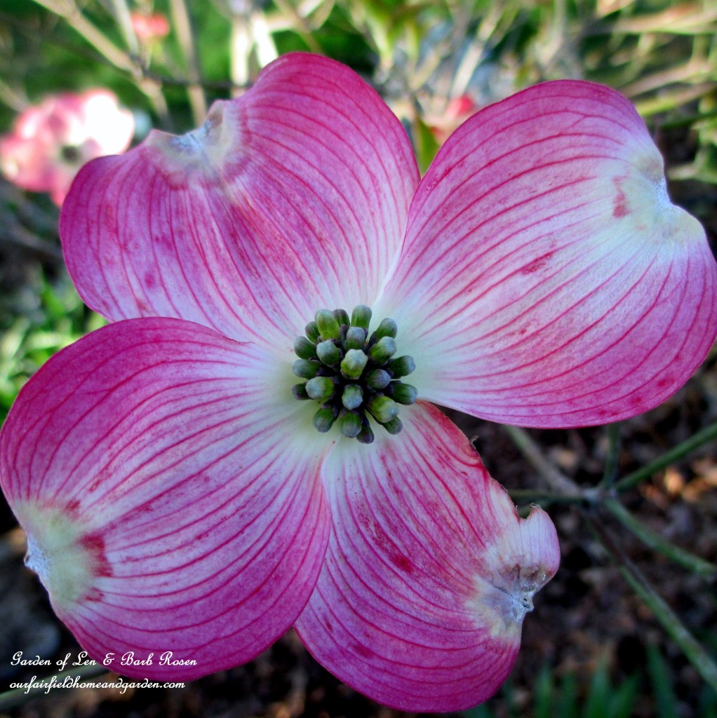 Cherokee Brave Dogwood Blossom https://ourfairfieldhomeandgarden.com/let-the-gardening-begin/