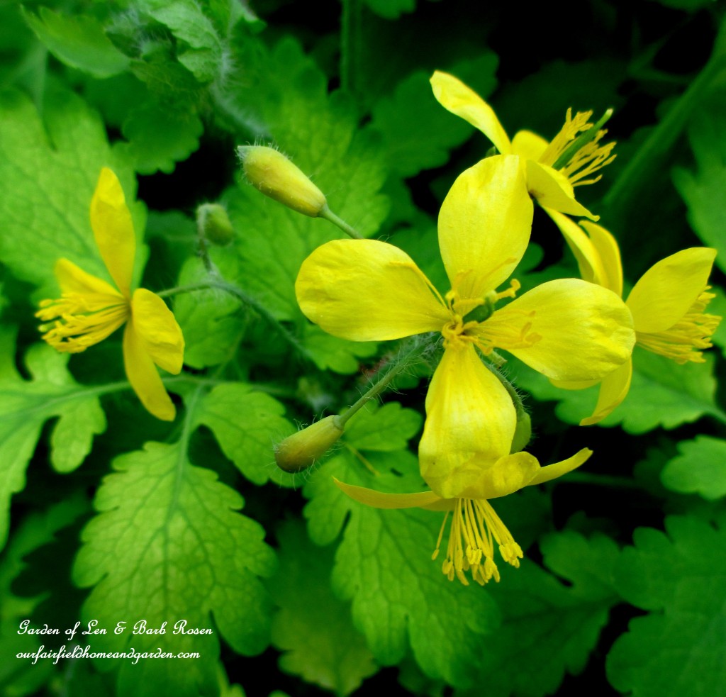 Wood Poppy