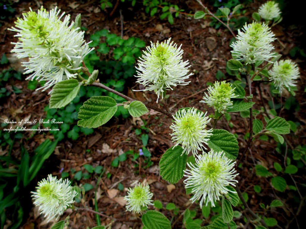 Fothergilla