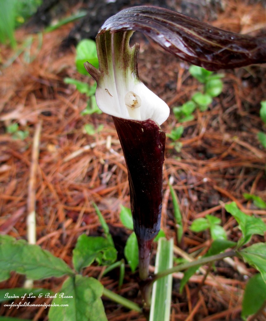 Jack-in-the-pulpit ~ arisaema sikokianum https://ourfairfieldhomeandgarden.com/the-merry-merry-month-of-may/
