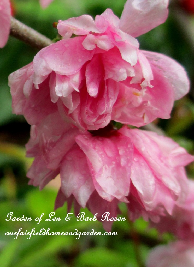 Flowering Almond Shrub Blossoms https://ourfairfieldhomeandgarden.com/the-merry-merry-month-of-may/