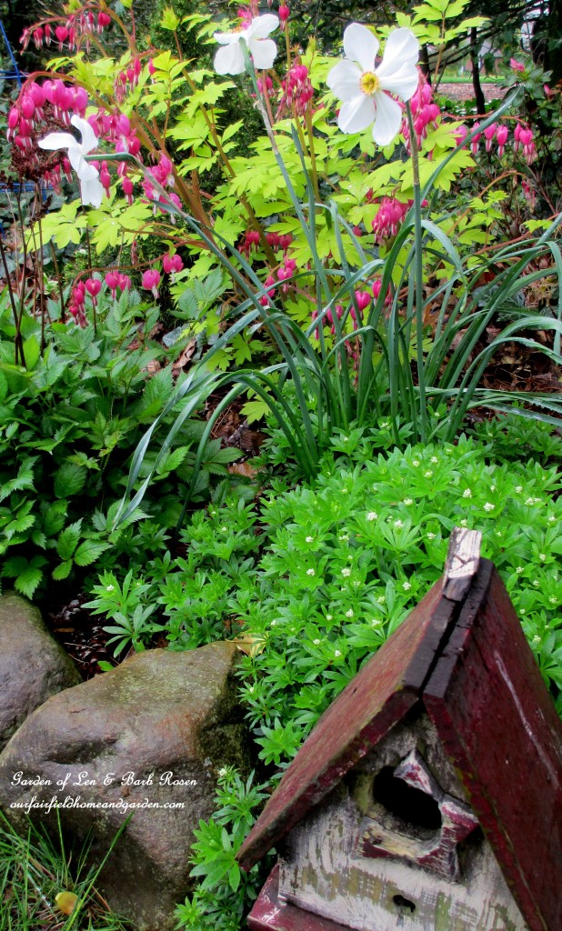 Spring flower bed of narcissus "Poet", astilbe, dicentra and sweet woodruff.