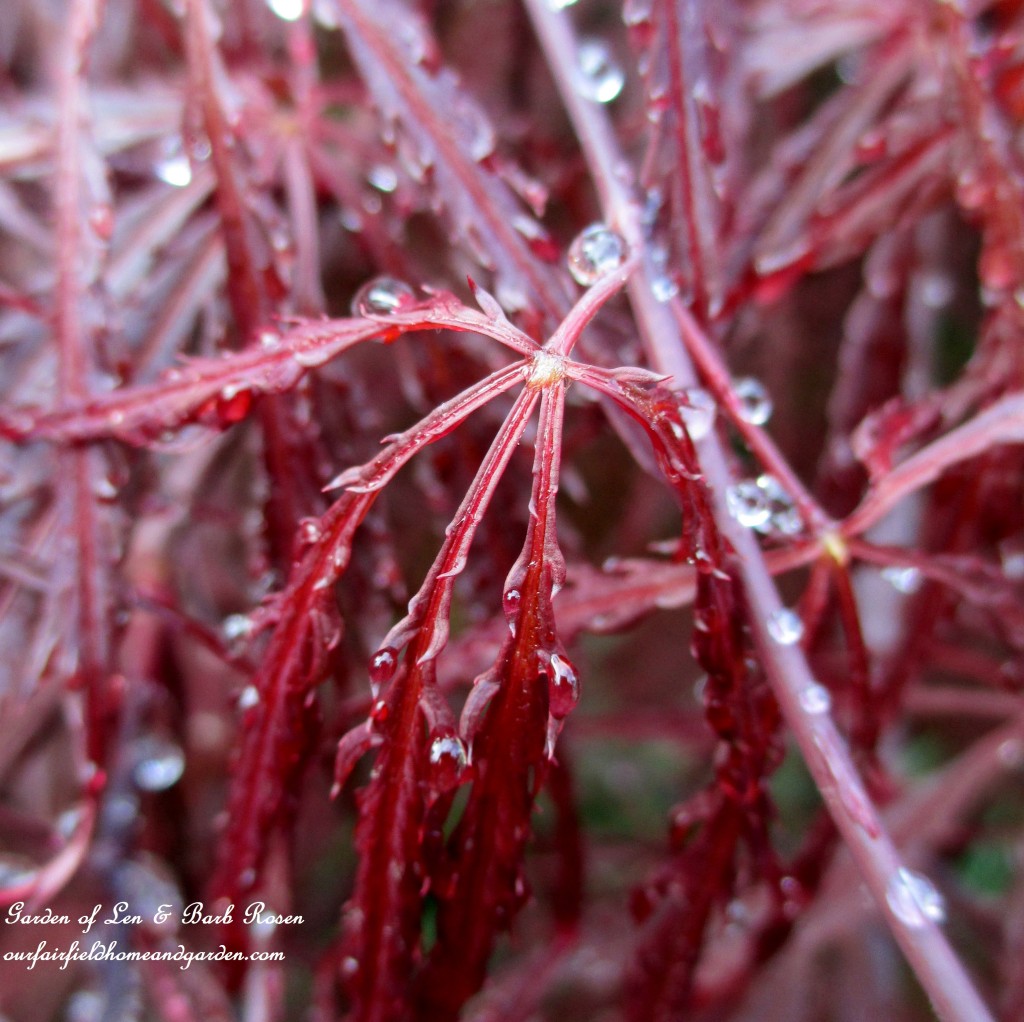 Fringed Japanese Maple leaves after a spring rain. https://ourfairfieldhomeandgarden.com/the-merry-merry-month-of-may/
