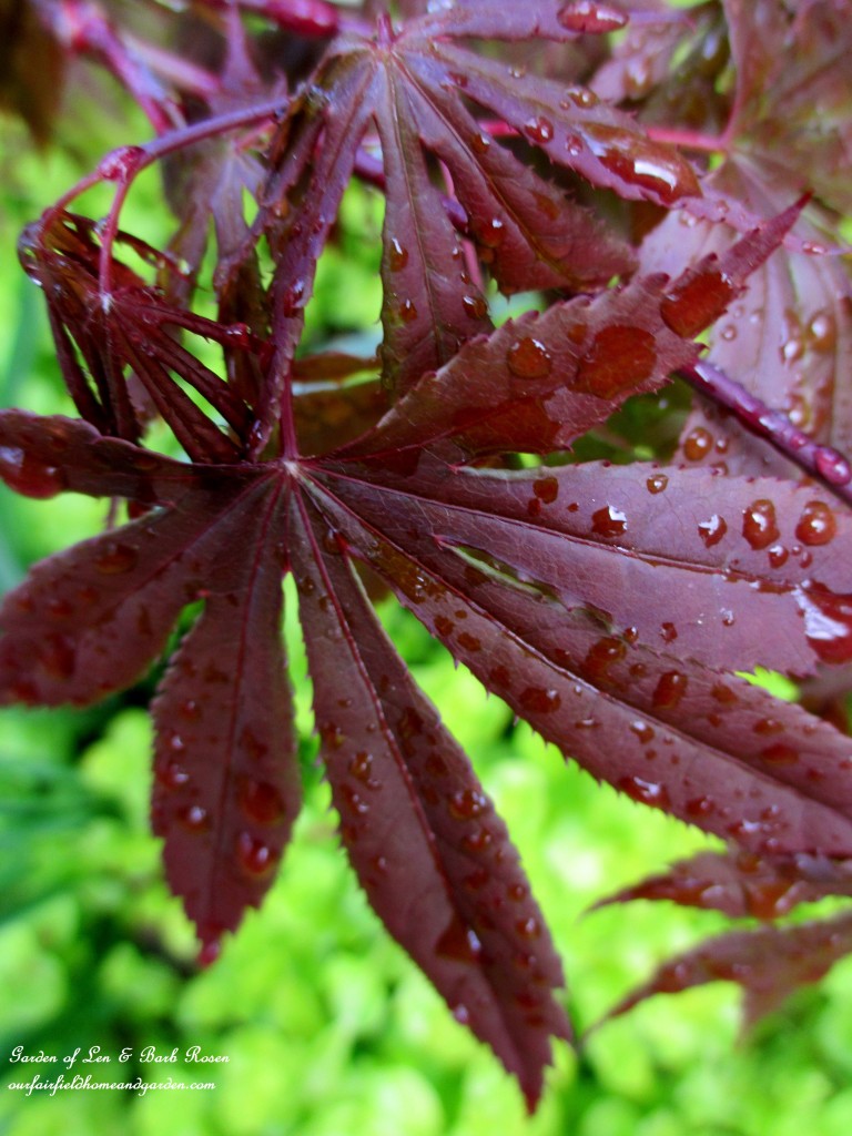 Japanese Maple Leaf https://ourfairfieldhomeandgarden.com/the-merry-merry-month-of-may/