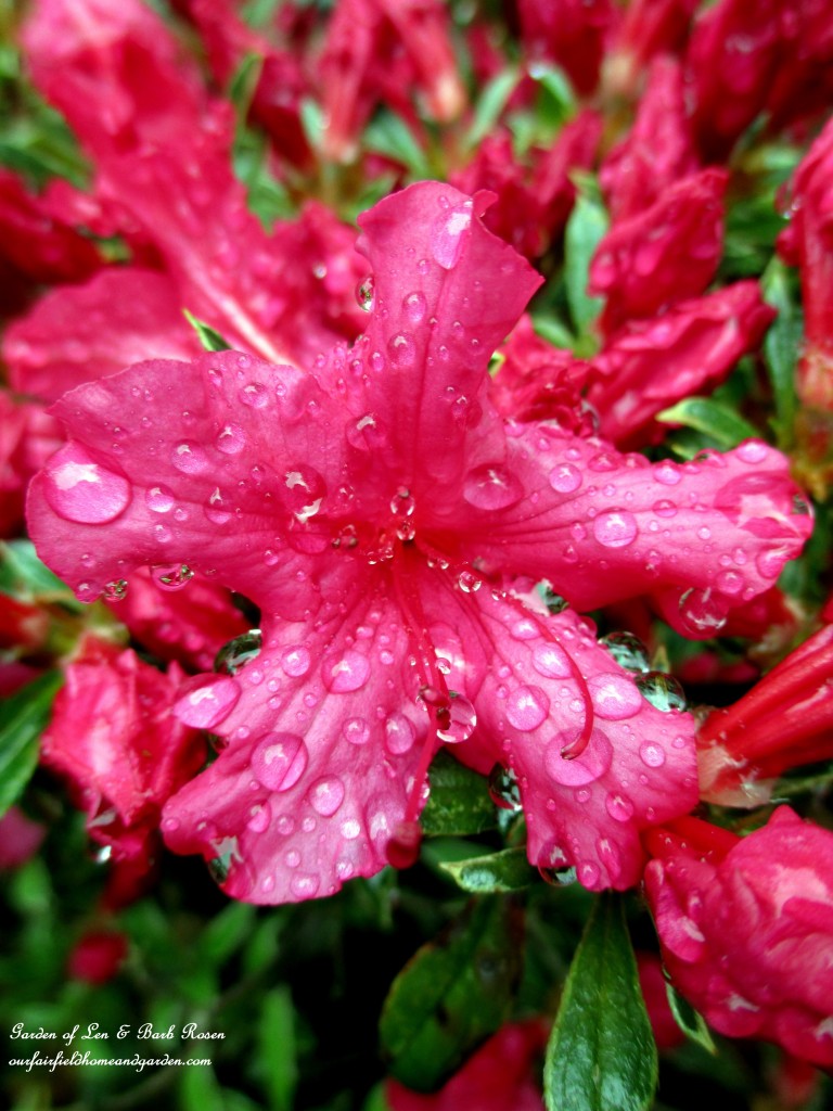 Azalea after a shower https://ourfairfieldhomeandgarden.com/the-merry-merry-month-of-may/