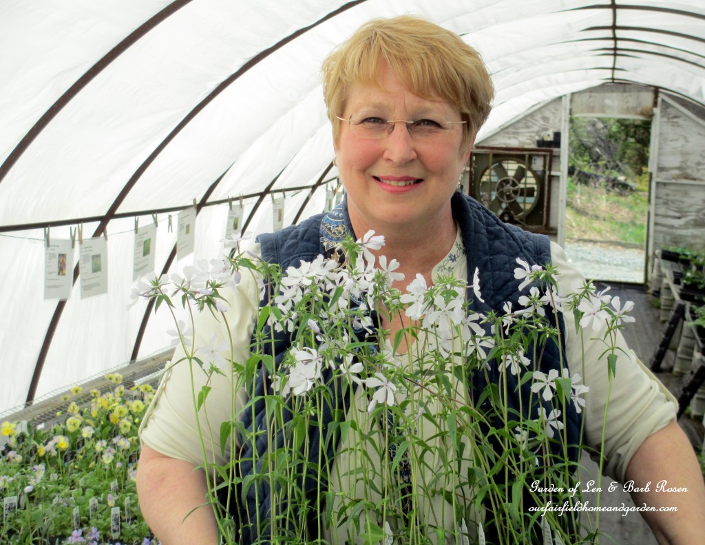 Me at Groff's Plant Farm with a new acquisition ~ Wild Sweet William https://ourfairfieldhomeandgarden.com/the-merry-merry-month-of-may/