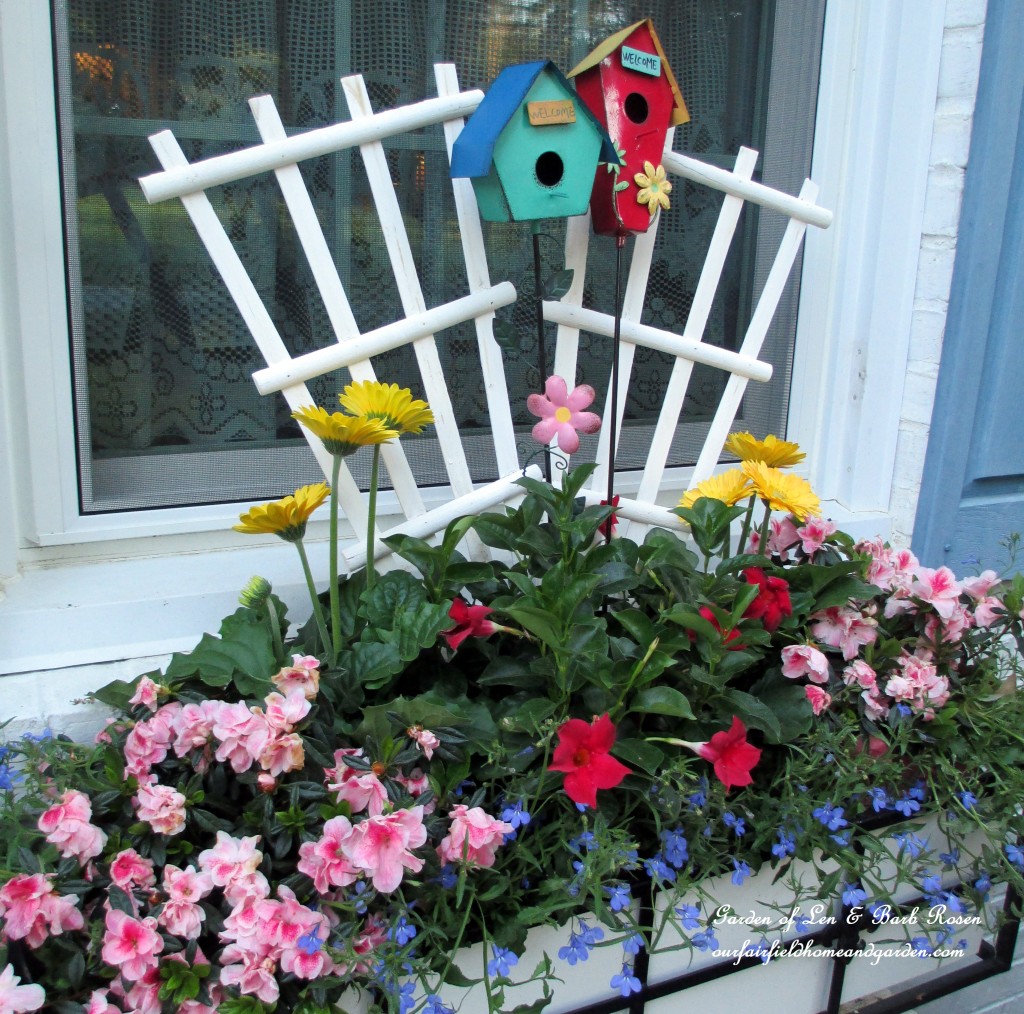 window box with lobelia, gerber daisies, mandevilla and azaleas https://ourfairfieldhomeandgarden.com/the-merry-merry-month-of-may/