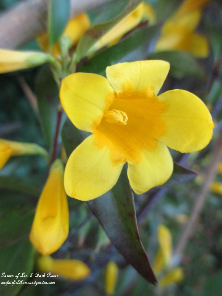 Carolina Jasmine https://ourfairfieldhomeandgarden.com/the-merry-merry-month-of-may/
