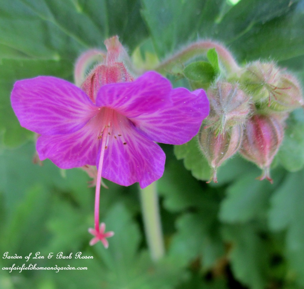 hardy geranium https://ourfairfieldhomeandgarden.com/the-merry-merry-month-of-may/
