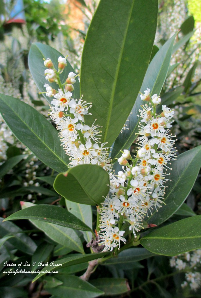 cherry laurel shrub in bloom https://ourfairfieldhomeandgarden.com/the-merry-merry-month-of-may/