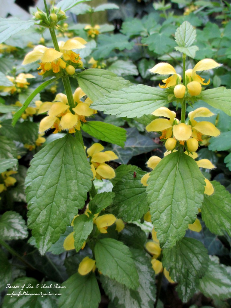 lamium https://ourfairfieldhomeandgarden.com/the-merry-merry-month-of-may/