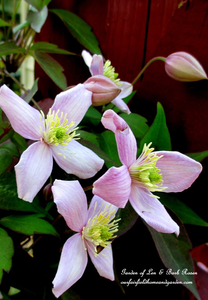 "Montana Rubens" Clematis Vine