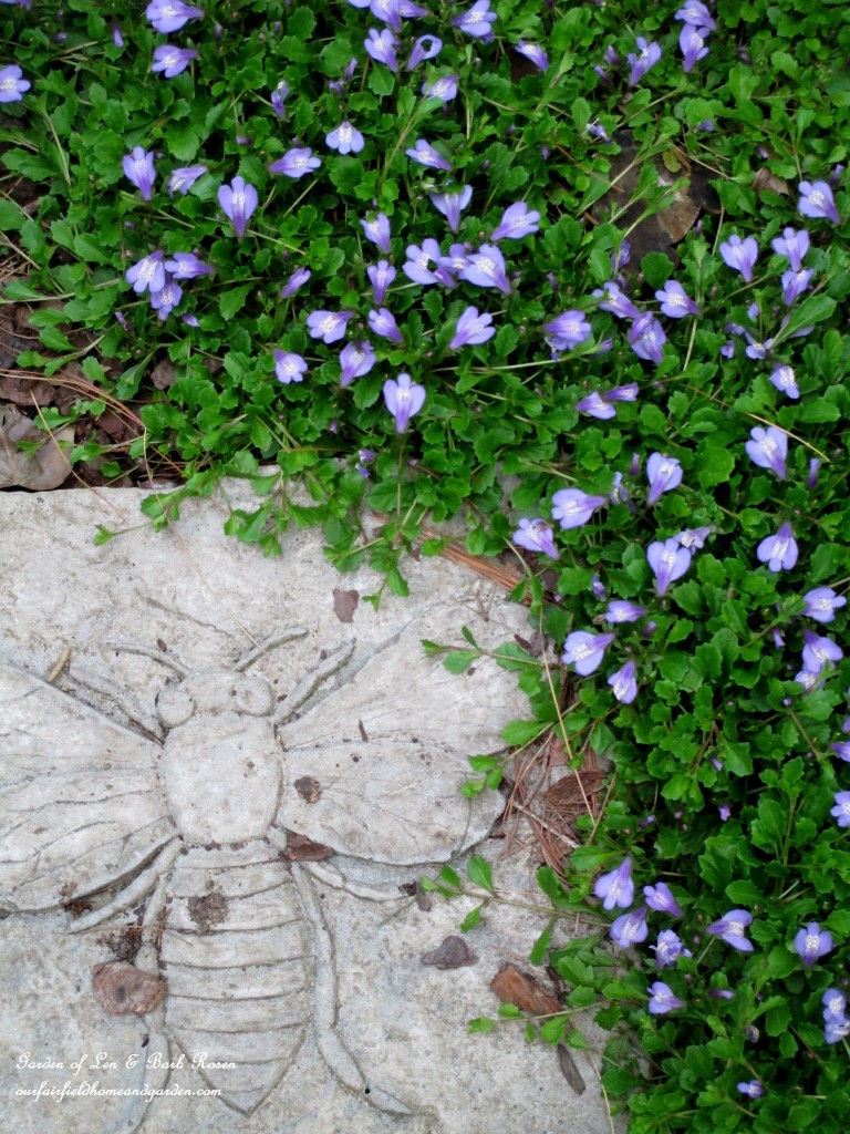 Mazus groundcover