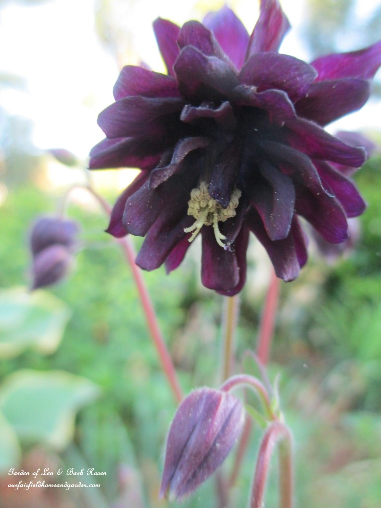 "Black Barlow" Columbine