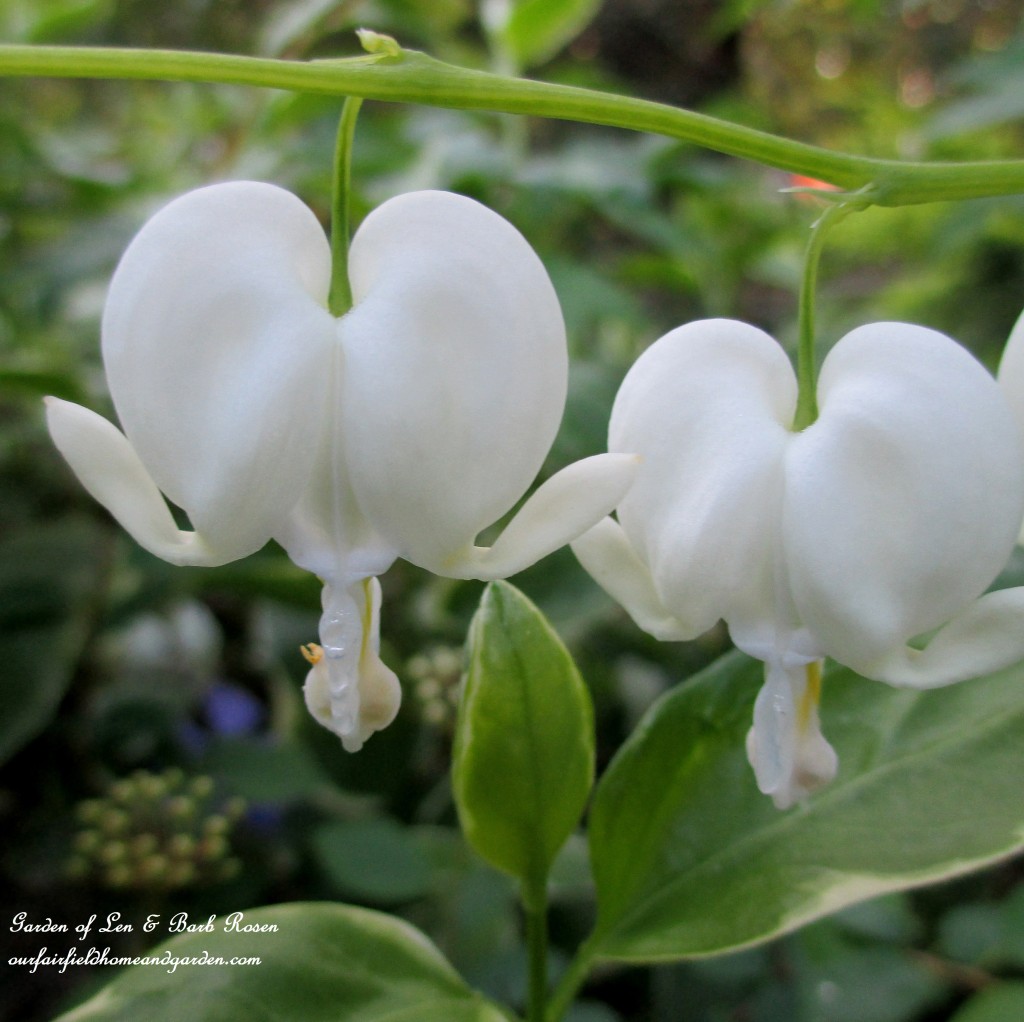 White Bleeding Heart