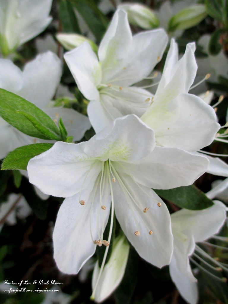 "Delaware Valley" white azalea