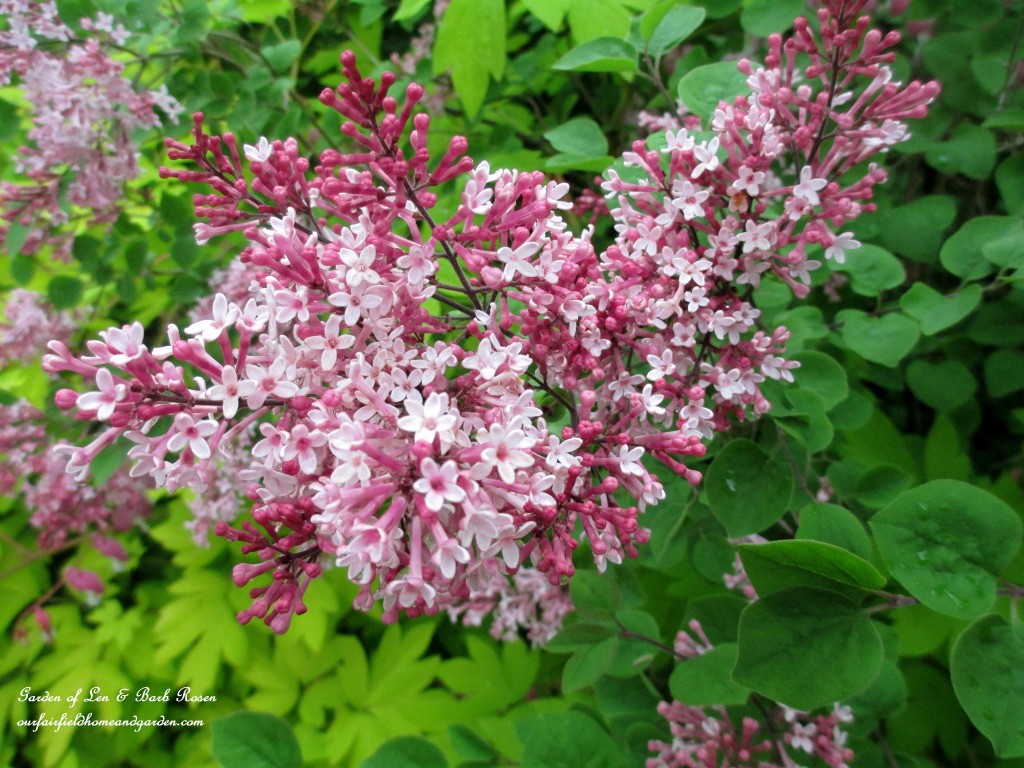 "Miss Kim" Lilac