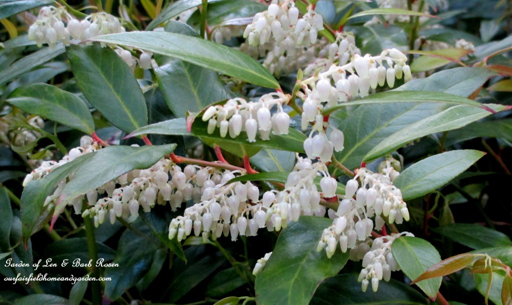 Leucothoe Shrub Blooming https://ourfairfieldhomeandgarden.com/may-garden-birdhouses-flowers/