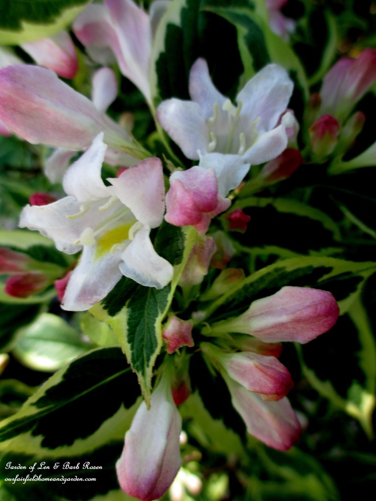 Variegated Weigela Florida https://ourfairfieldhomeandgarden.com/may-garden-birdhouses-flowers/