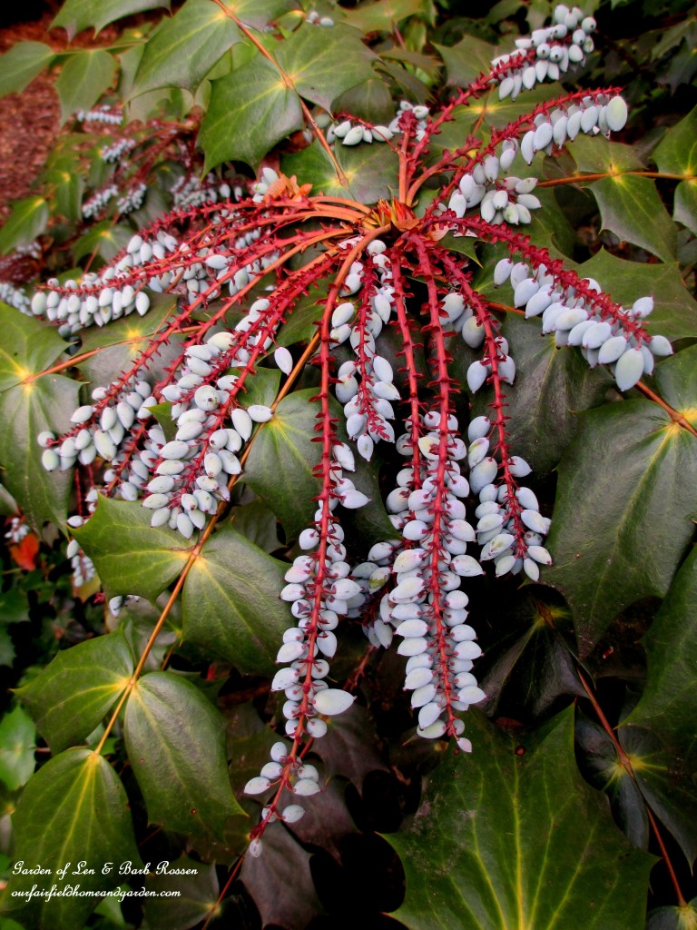 Mahonia berries for the birds https://ourfairfieldhomeandgarden.com/may-garden-birdhouses-flowers/