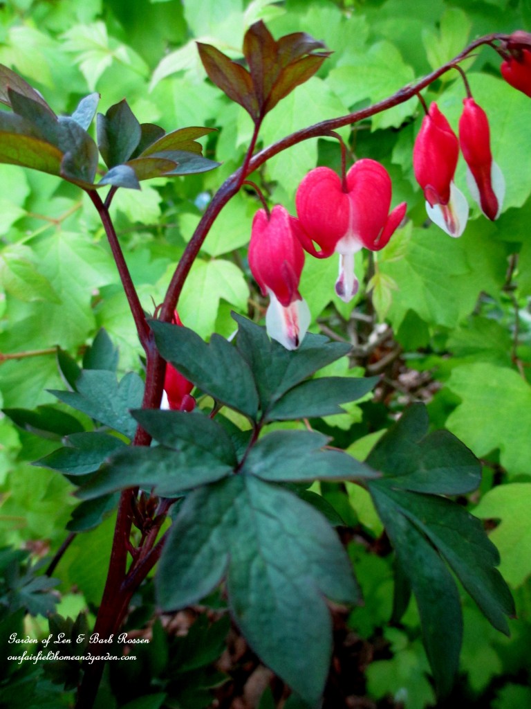 Bleeding Heart "Valentine" https://ourfairfieldhomeandgarden.com/may-garden-birdhouses-flowers/