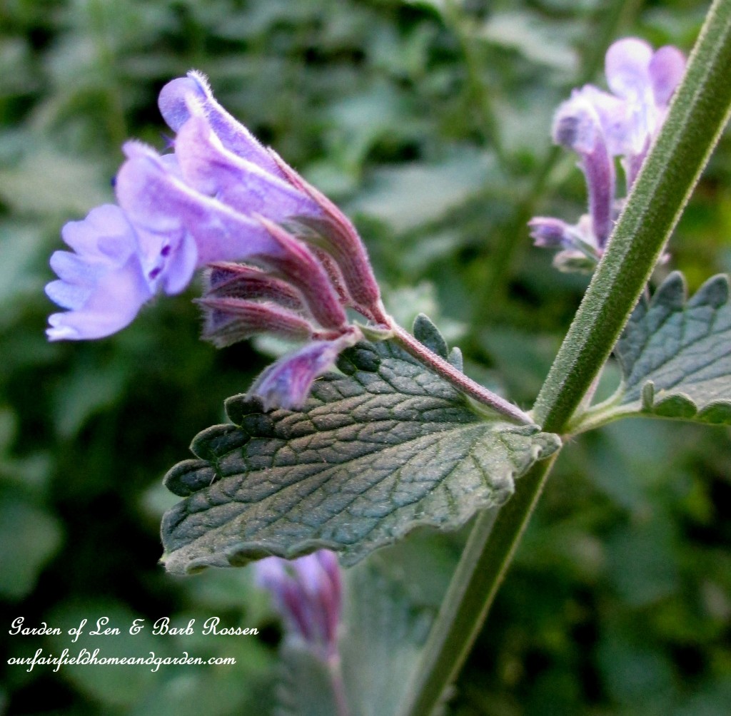 Catmint ~ Nepata https://ourfairfieldhomeandgarden.com/may-garden-birdhouses-flowers/