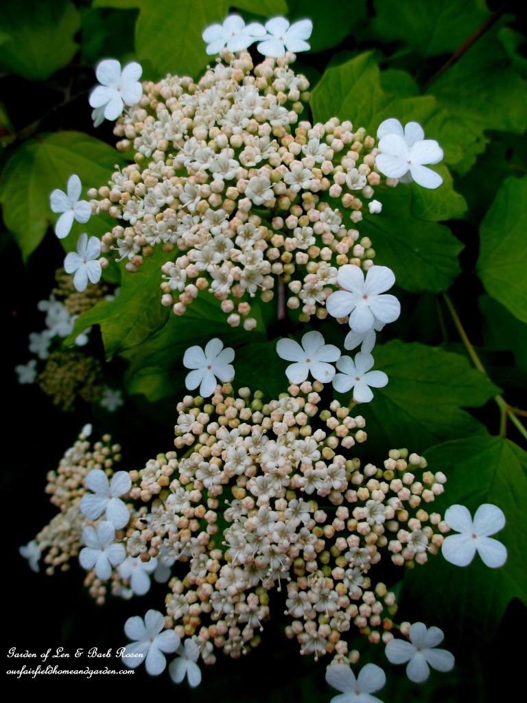 Viburnum Blooming https://ourfairfieldhomeandgarden.com/may-garden-birdhouses-flowers/