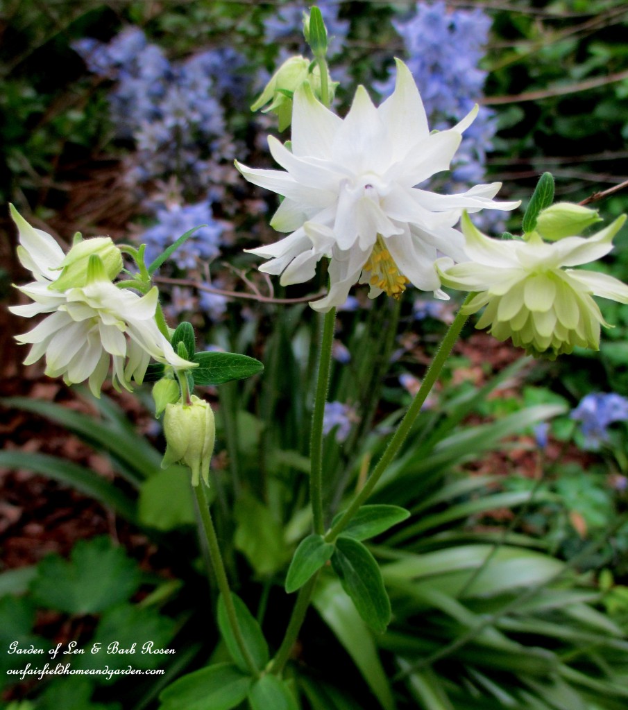 White Double Columbine https://ourfairfieldhomeandgarden.com/may-garden-birdhouses-flowers/