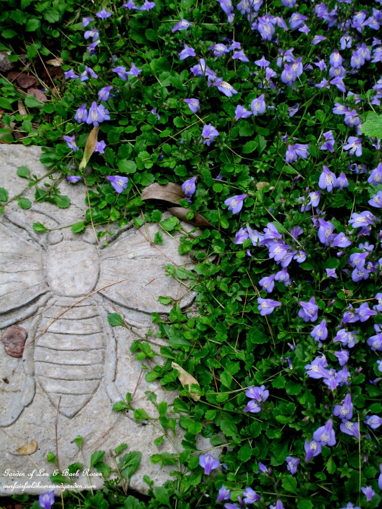 Mazus Repata ~ groundcover https://ourfairfieldhomeandgarden.com/may-garden-birdhouses-flowers/