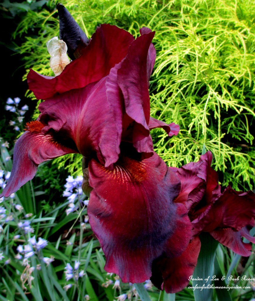 Dad's dark burgundy iris https://ourfairfieldhomeandgarden.com/may-garden-birdhouses-flowers/